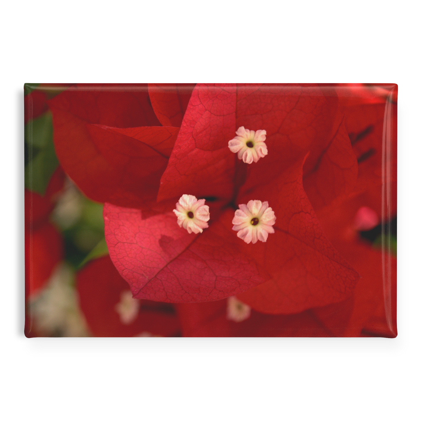 Brilliant_Red_Bougainvillea_Bloom_Close-_RectangleButtonMagnet_H_Main_AS_Mockup.png