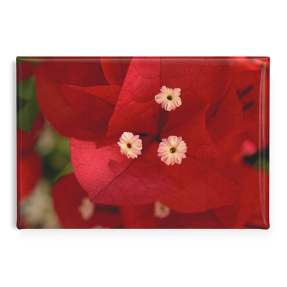 Brilliant_Red_Bougainvillea_Bloom_Close-_RectangleButtonMagnet_H_Main_AS_Mockup.png