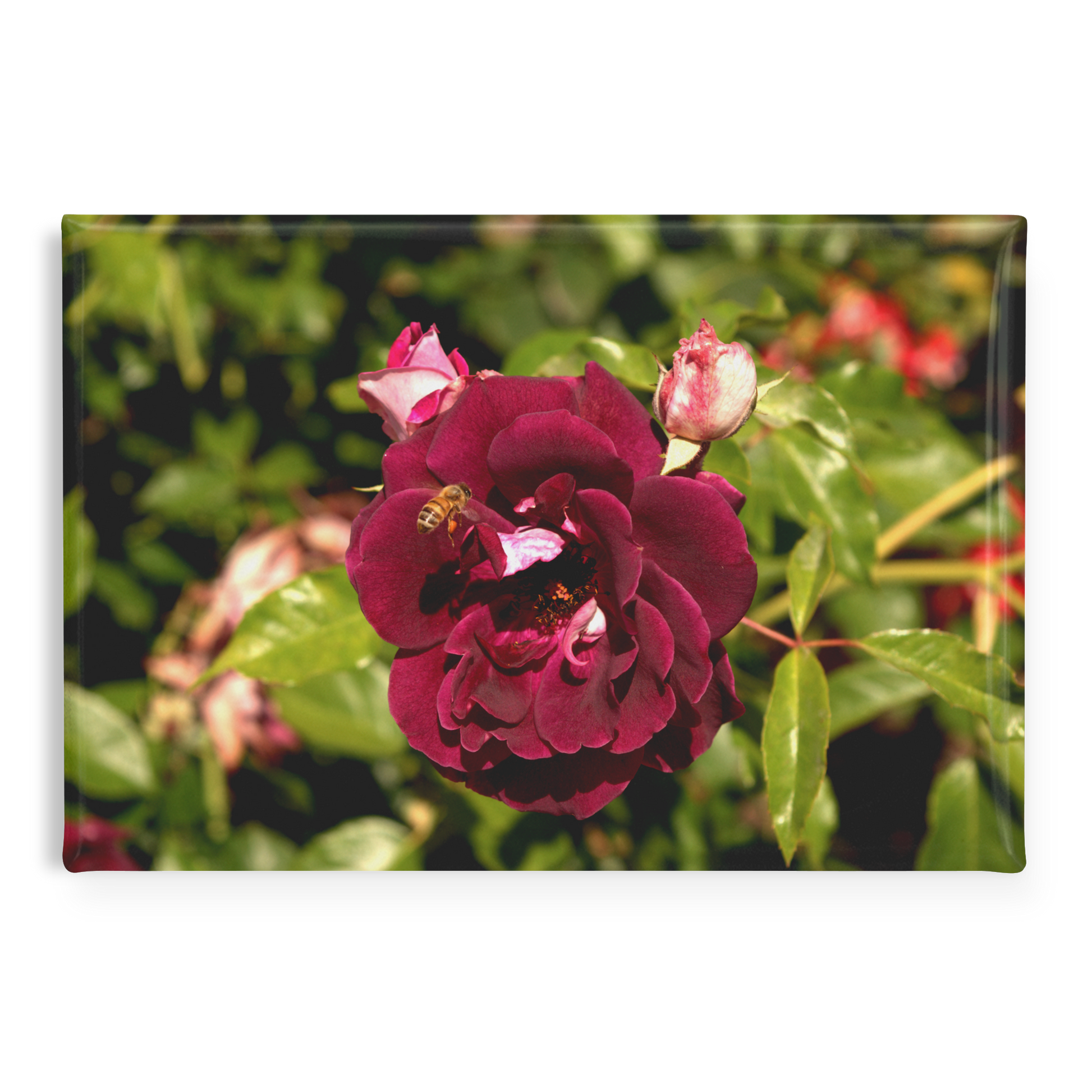 Burgundy_Rose_Bloom_with_Honeybee_Recta_RectangleButtonMagnet_H_Main_AS_Mockup.png