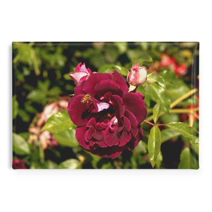 Burgundy_Rose_Bloom_with_Honeybee_Recta_RectangleButtonMagnet_H_Main_AS_Mockup.png