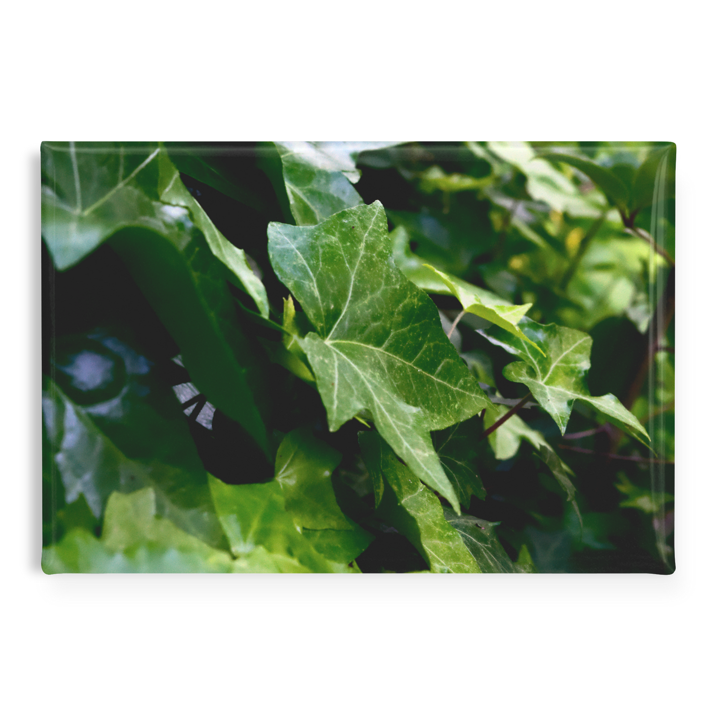 Cascading_Green_Ivy_Leaves_Rectangular__RectangleButtonMagnet_H_Main_AS_Mockup.png
