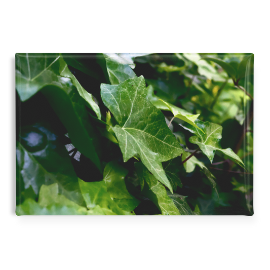 Cascading_Green_Ivy_Leaves_Rectangular__RectangleButtonMagnet_H_Main_AS_Mockup.png