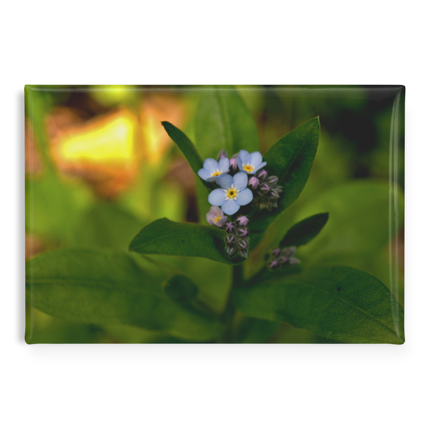 Charming_Blue_Forget-Me-Not_Cluster_Rec_RectangleButtonMagnet_H_Main_AS_Mockup.png