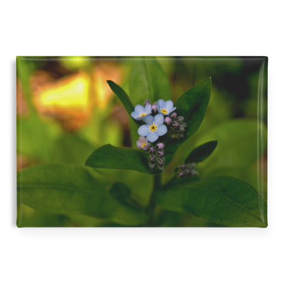 Charming_Blue_Forget-Me-Not_Cluster_Rec_RectangleButtonMagnet_H_Main_AS_Mockup.png