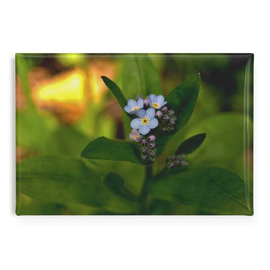 Charming_Blue_Forget-Me-Not_Cluster_Rec_RectangleButtonMagnet_H_Main_AS_Mockup.png