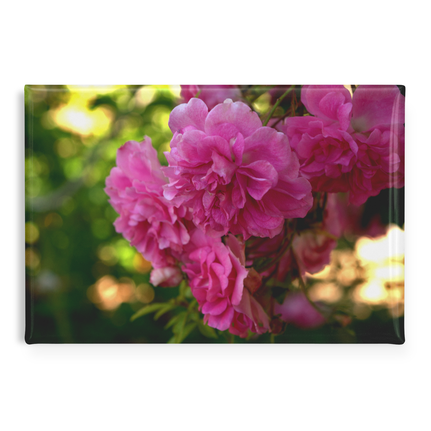 Cheerful_Pink_Roses_Blooming_in_the_Gard_RectangleButtonMagnet_H_Main_AS_Mockup.png