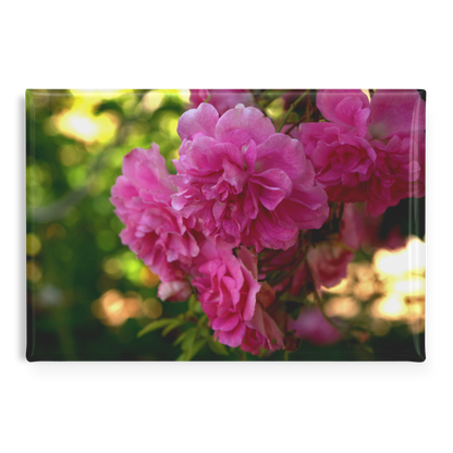Cheerful_Pink_Roses_Blooming_in_the_Gard_RectangleButtonMagnet_H_Main_AS_Mockup.png