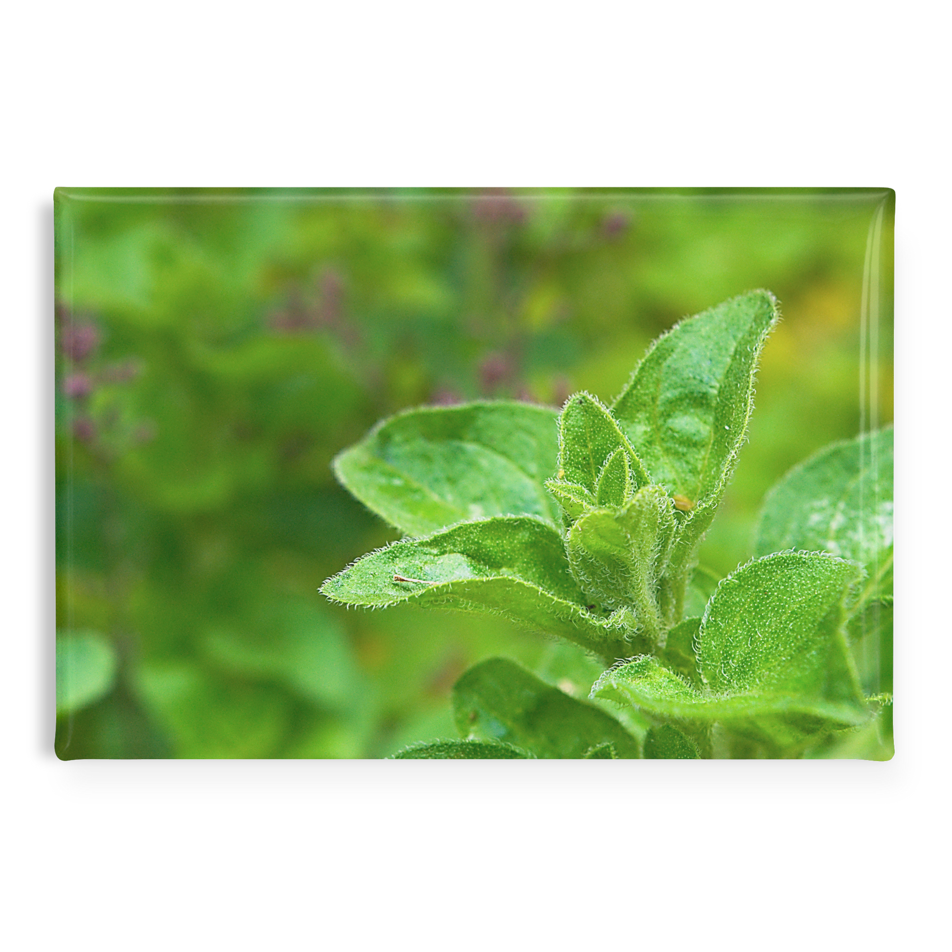 Close-Up_of_Aromatic_Oregano_Sprigs_Rec_RectangleButtonMagnet_H_Main_AS_Mockup.png