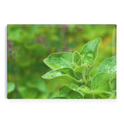 Close-Up_of_Aromatic_Oregano_Sprigs_Rec_RectangleButtonMagnet_H_Main_AS_Mockup.png