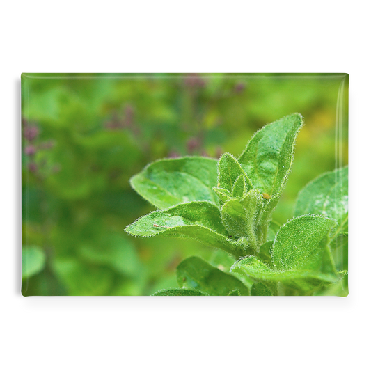 Close-Up_of_Aromatic_Oregano_Sprigs_Rec_RectangleButtonMagnet_H_Main_AS_Mockup.png