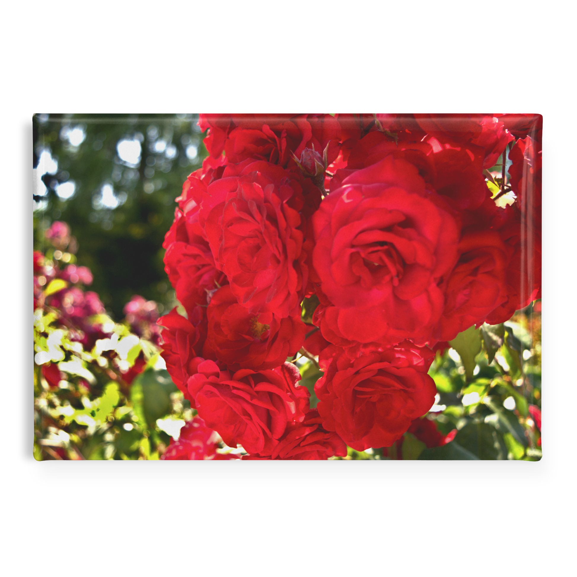 Close-Up_of_Sunlit_Crimson_Roses_Rectan_RectangleButtonMagnet_H_Main_AS_Mockup.png