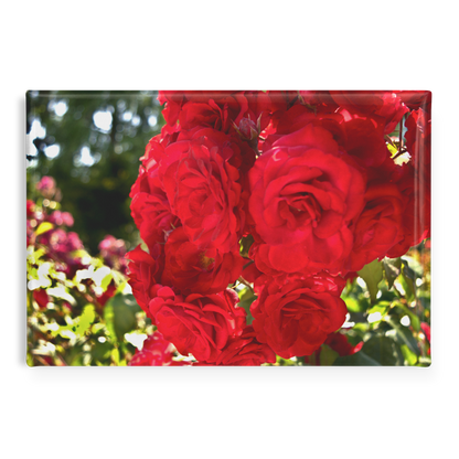 Close-Up_of_Sunlit_Crimson_Roses_Rectan_RectangleButtonMagnet_H_Main_AS_Mockup.png