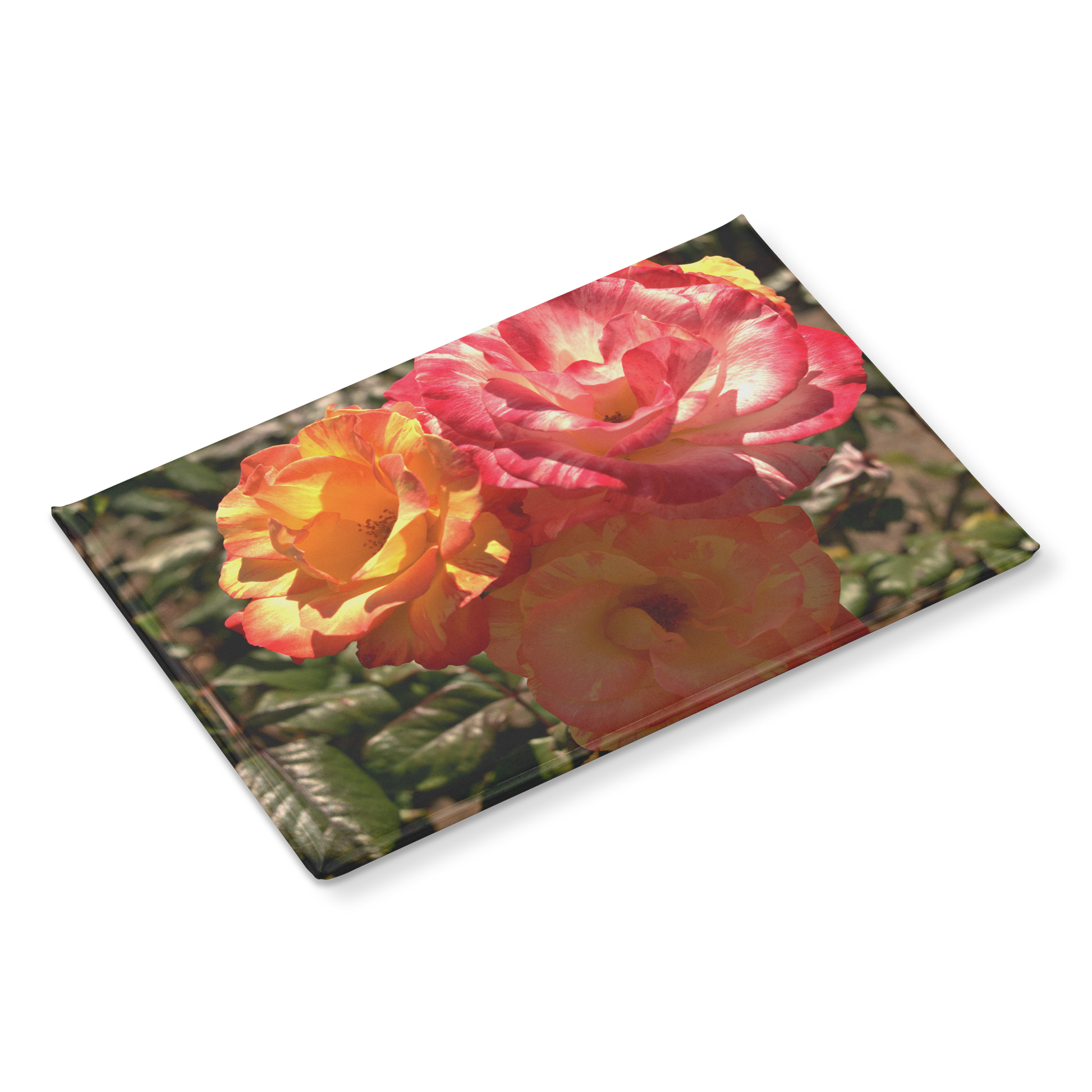 Close-Up_of_Three_Multicolored_Roses_Re_RectangleButtonMagnet_H_Angle_Mockup.png
