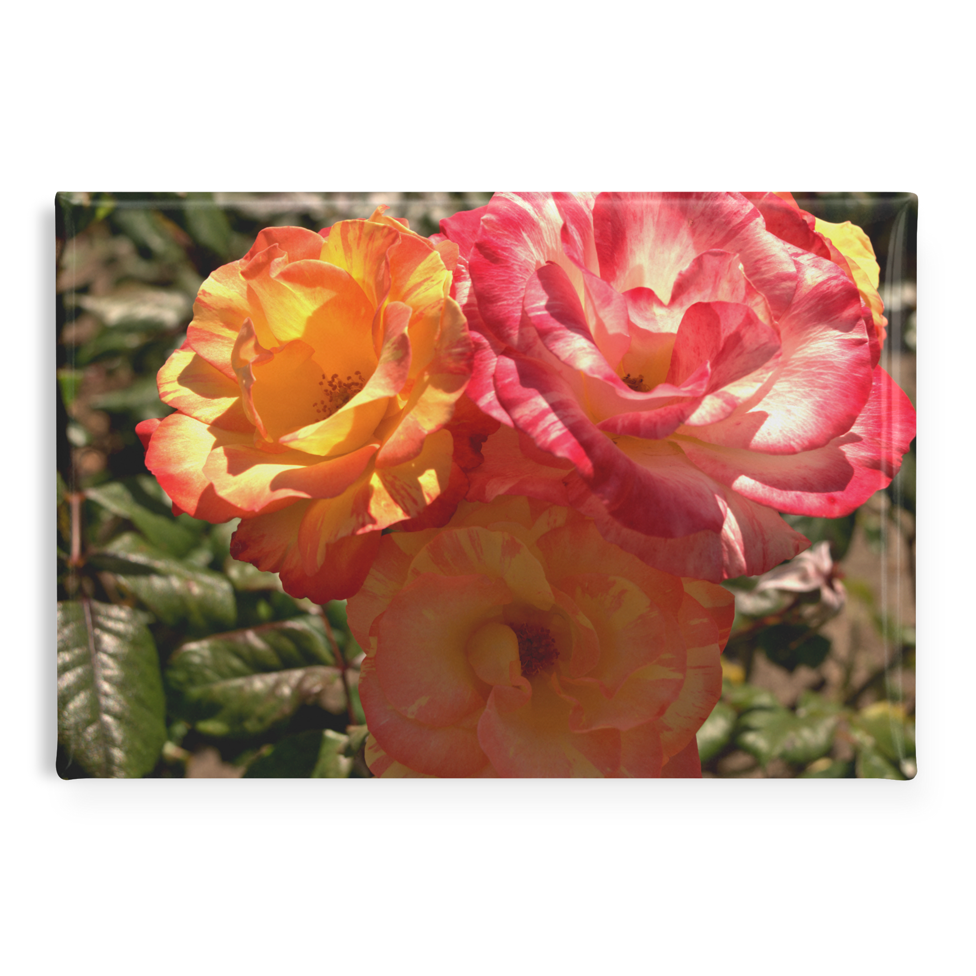 Close-Up_of_Three_Multicolored_Roses_Re_RectangleButtonMagnet_H_Main_AS_Mockup.png