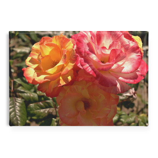 Close-Up_of_Three_Multicolored_Roses_Re_RectangleButtonMagnet_H_Main_AS_Mockup.png