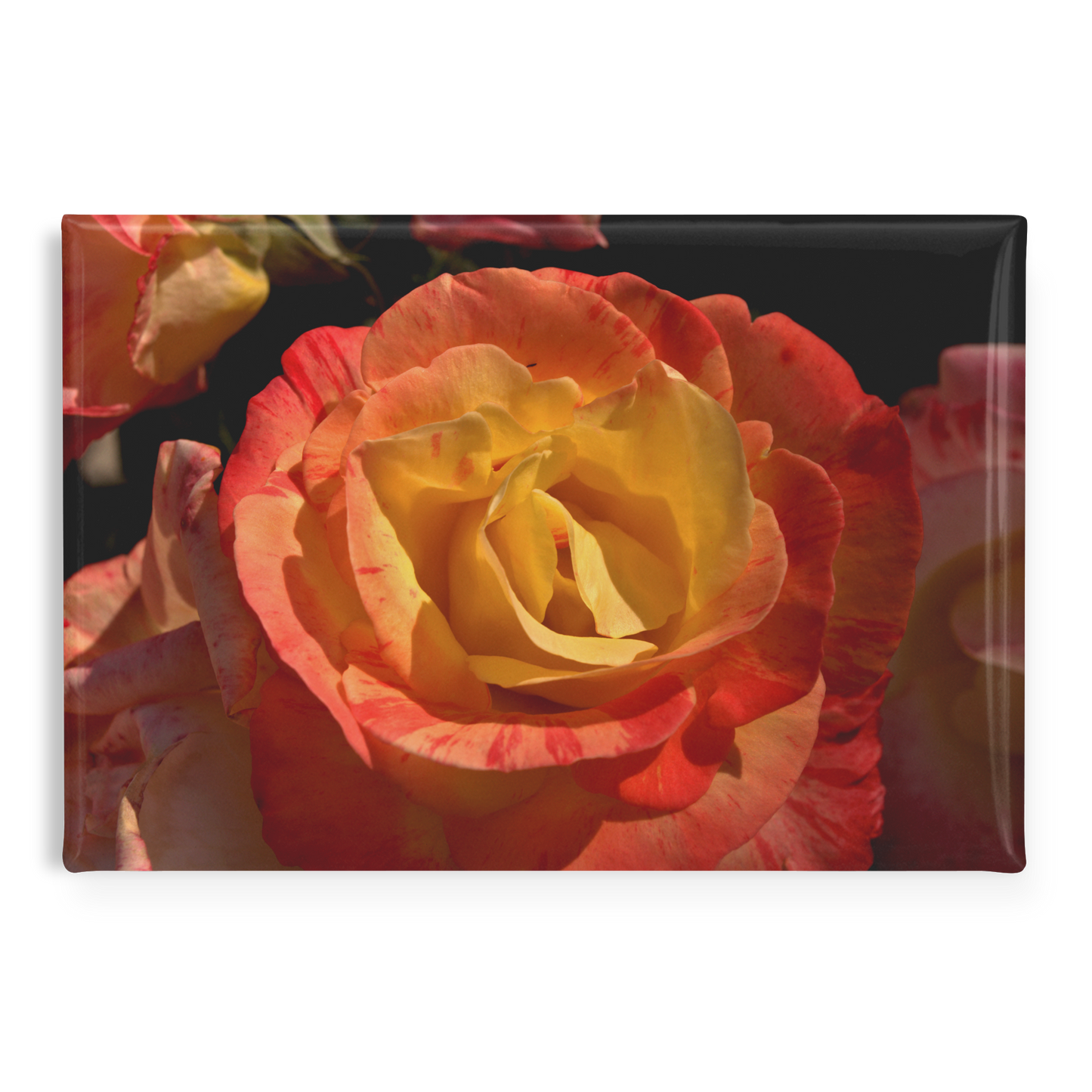 Close-Up_of_Warm_Sunset_Rose_Rectangula_RectangleButtonMagnet_H_Main_AS_Mockup.png