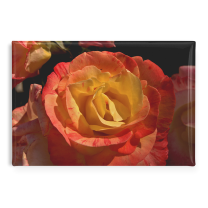 Close-Up_of_Warm_Sunset_Rose_Rectangula_RectangleButtonMagnet_H_Main_AS_Mockup.png