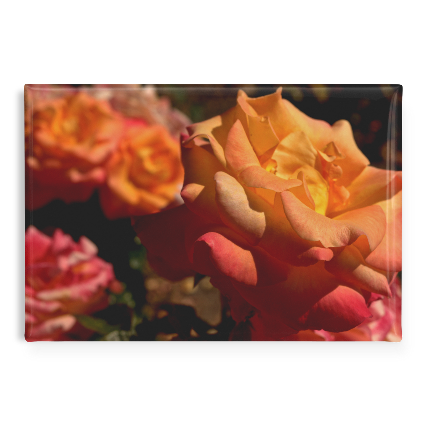 Cluster_of_Sunset-Toned_Blush_Roses_Rec_RectangleButtonMagnet_H_Main_AS_Mockup.png