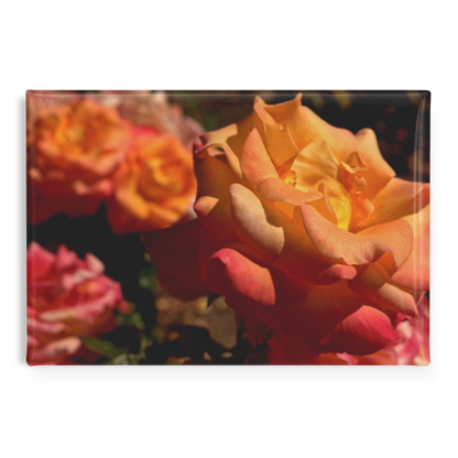 Cluster_of_Sunset-Toned_Blush_Roses_Rec_RectangleButtonMagnet_H_Main_AS_Mockup.png