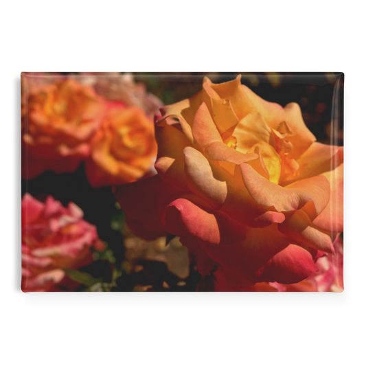 Cluster_of_Sunset-Toned_Blush_Roses_Rec_RectangleButtonMagnet_H_Main_AS_Mockup.png