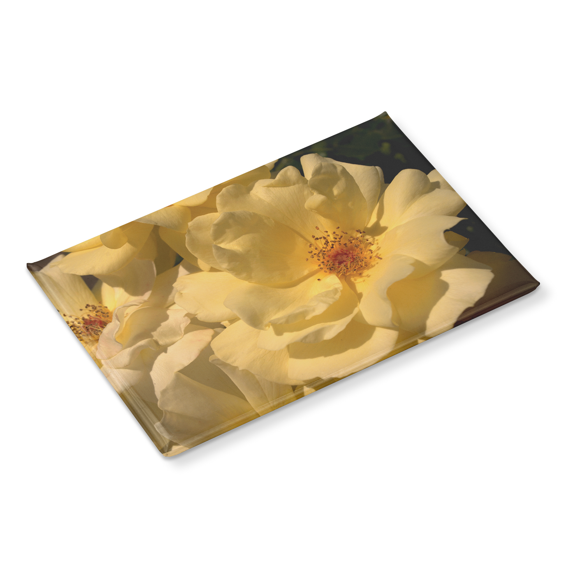 Creamy_Yellow_Roses_in_Soft_Lighting_Re_RectangleButtonMagnet_H_Angle_Mockup.png