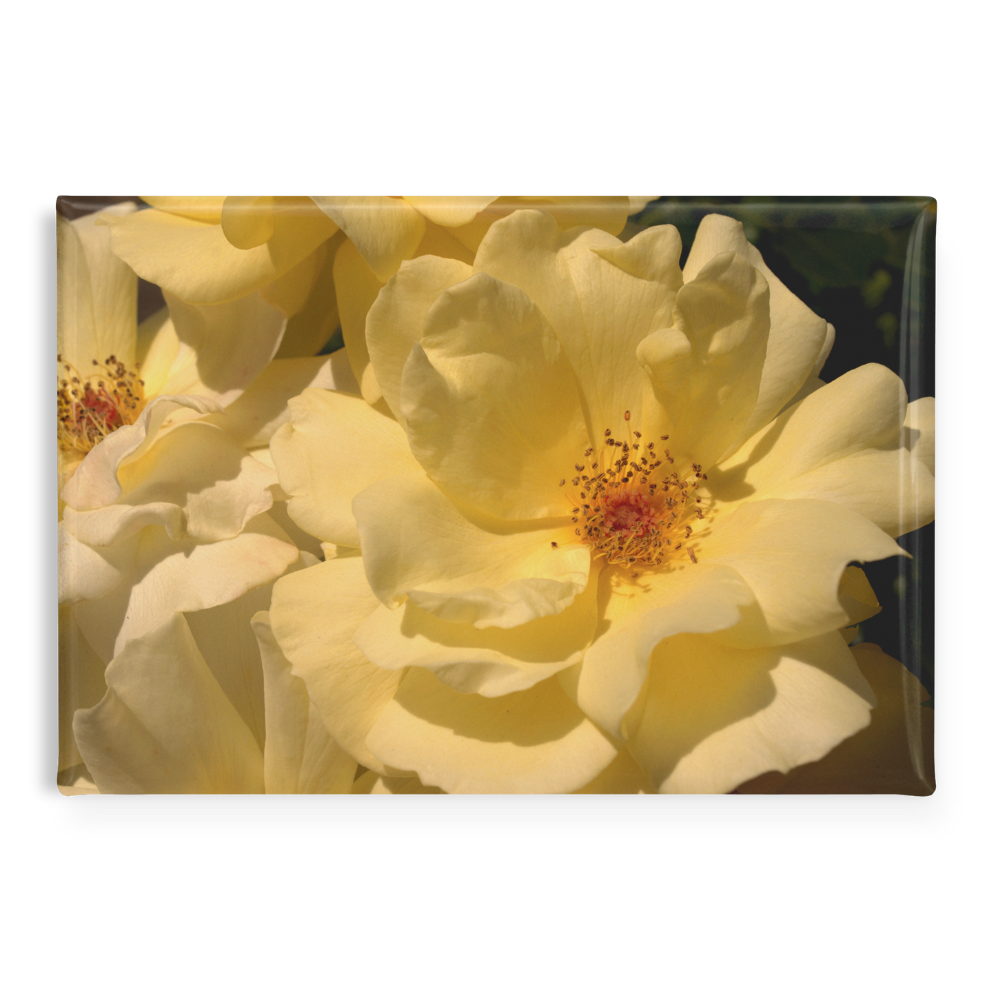 Creamy_Yellow_Roses_in_Soft_Lighting_Re_RectangleButtonMagnet_H_Main_AS_Mockup.png
