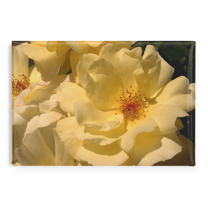 Creamy_Yellow_Roses_in_Soft_Lighting_Re_RectangleButtonMagnet_H_Main_AS_Mockup.png