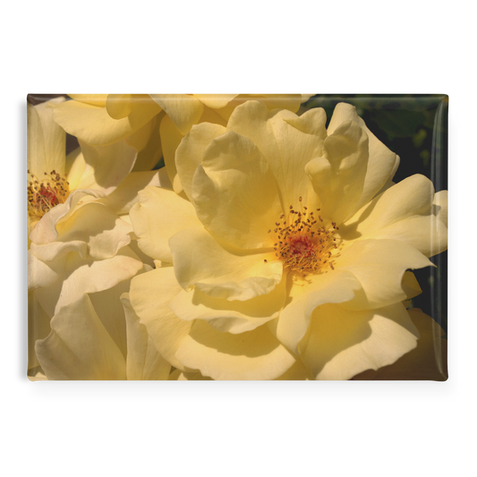 Creamy_Yellow_Roses_in_Soft_Lighting_Re_RectangleButtonMagnet_H_Main_AS_Mockup.png