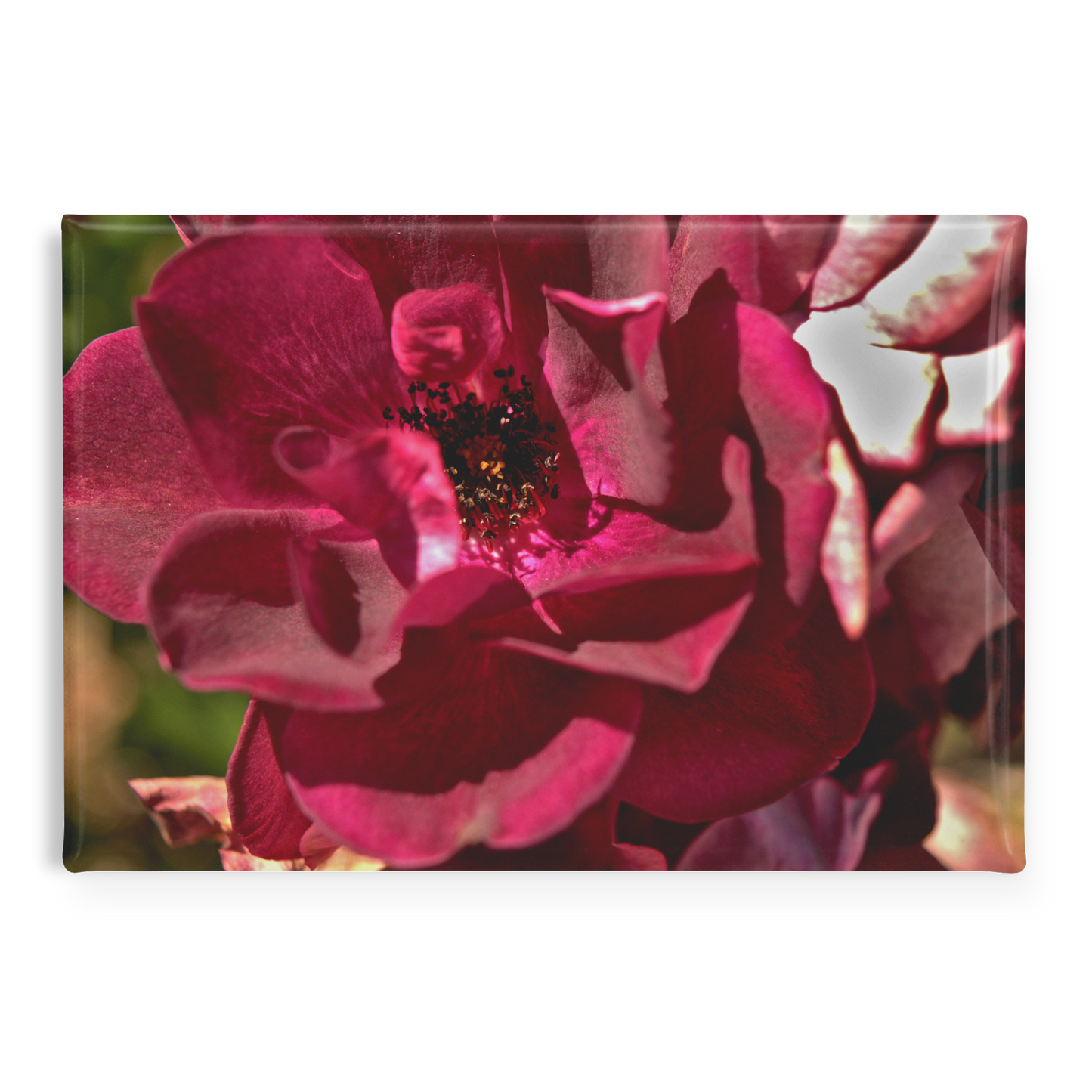 Deep_Burgundy_Rose_Close-Up_Rectangular_RectangleButtonMagnet_H_Main_AS_Mockup.png