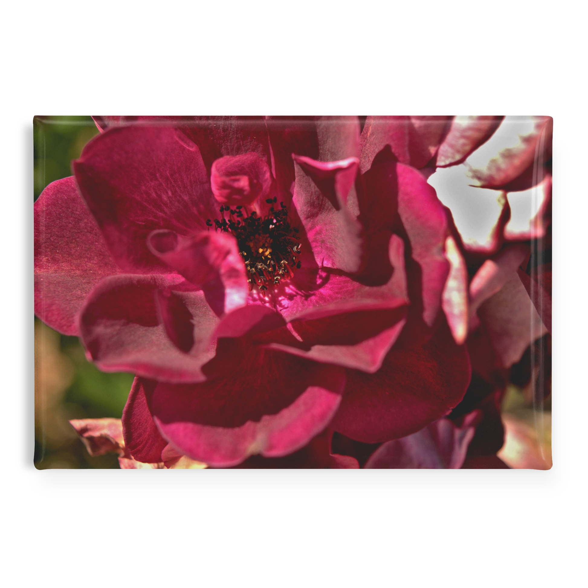 Deep_Burgundy_Rose_Close-Up_Rectangular_RectangleButtonMagnet_H_Main_AS_Mockup.png
