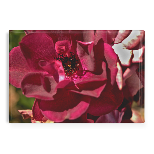 Deep_Burgundy_Rose_Close-Up_Rectangular_RectangleButtonMagnet_H_Main_AS_Mockup.png