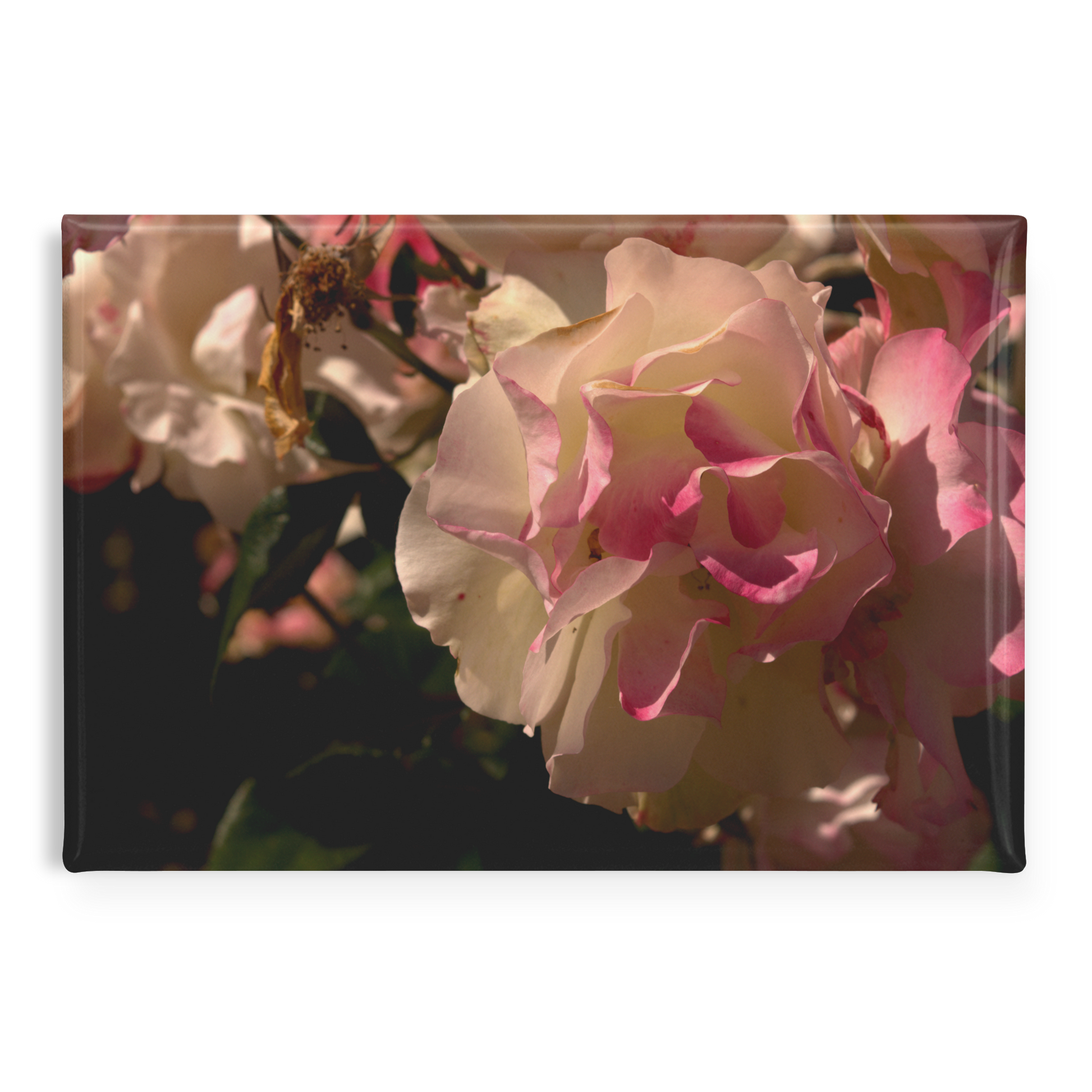 Delicate_Cream_and_Pink_Roses_in_Morning_RectangleButtonMagnet_H_Main_AS_Mockup.png