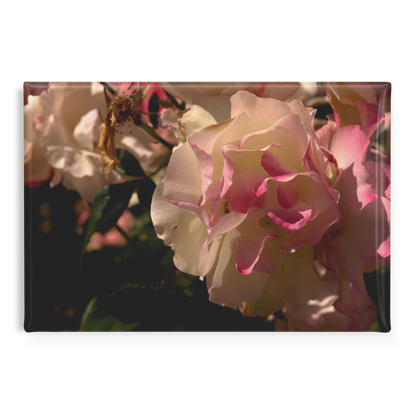 Delicate_Cream_and_Pink_Roses_in_Morning_RectangleButtonMagnet_H_Main_AS_Mockup.png