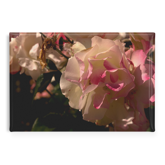Delicate_Cream_and_Pink_Roses_in_Morning_RectangleButtonMagnet_H_Main_AS_Mockup.png