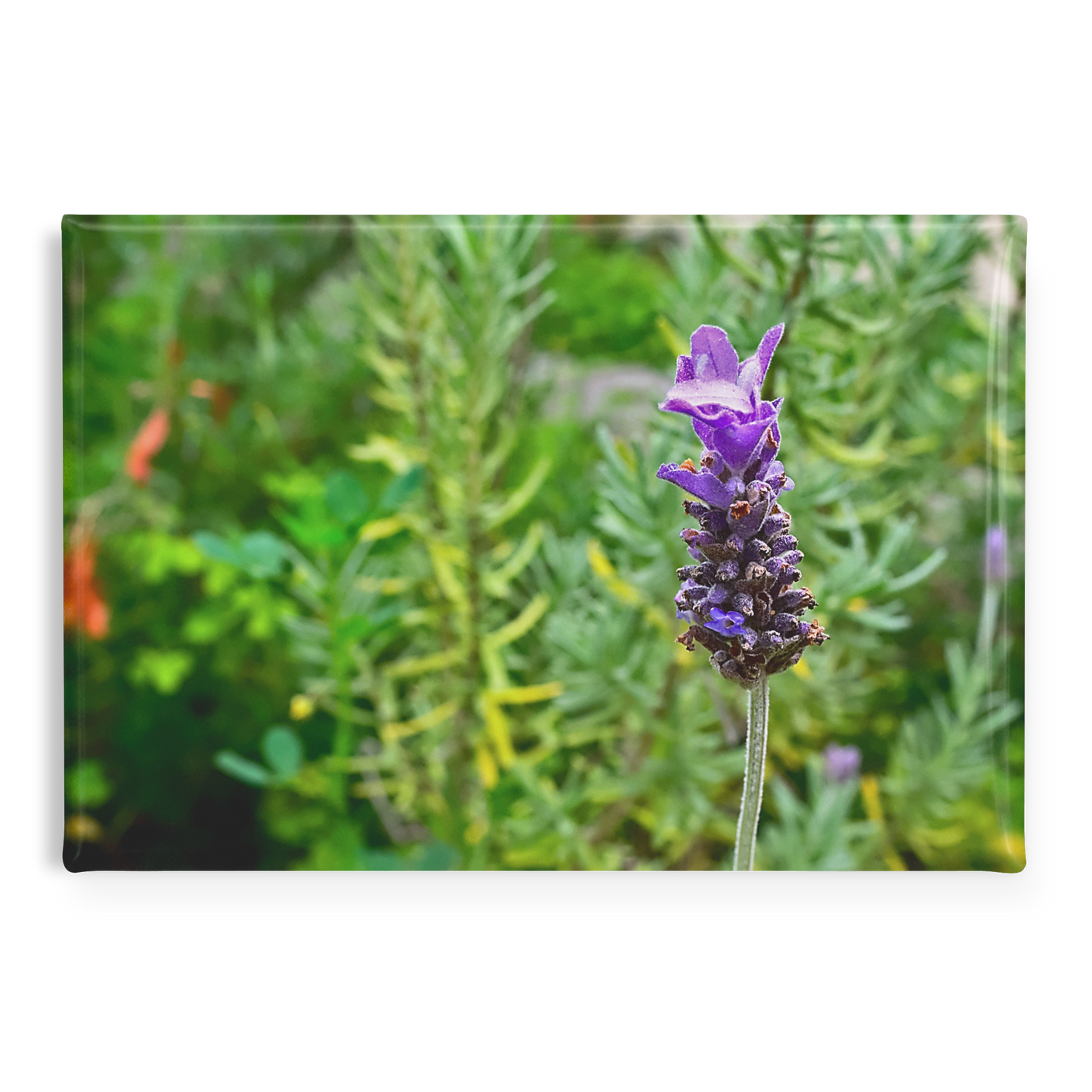 Delicate_Lavender_Bloom_Against_Garden_B_RectangleButtonMagnet_H_Main_AS_Mockup.png