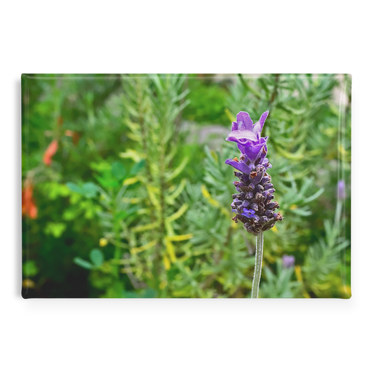 Delicate_Lavender_Bloom_Against_Garden_B_RectangleButtonMagnet_H_Main_AS_Mockup.png