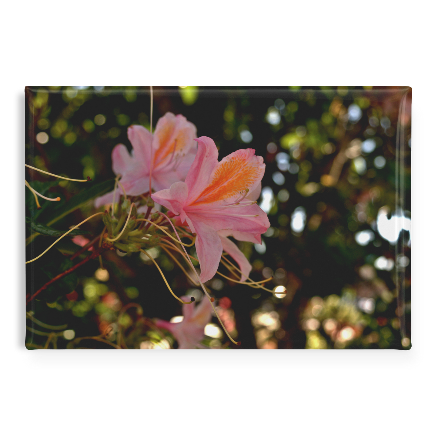 Delicate_Pink_Azaleas_with_Golden_Accent_RectangleButtonMagnet_H_Main_AS_Mockup.png