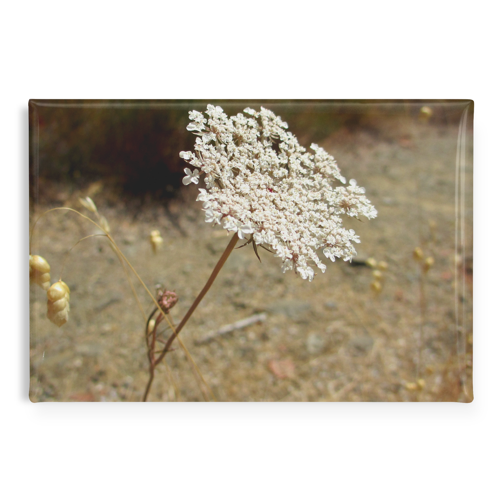 Delicate_Queen_Annes_Lace_Rectangular__RectangleButtonMagnet_H_Main_AS_Mockup.png