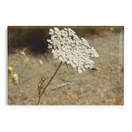 Delicate_Queen_Annes_Lace_Rectangular__RectangleButtonMagnet_H_Main_AS_Mockup.png