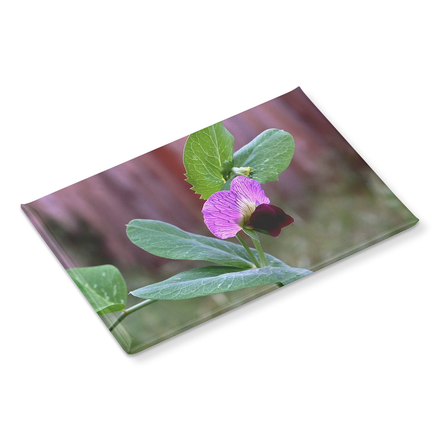 Delicate_Wild_Sweet_Pea_in_Garden_Close-_RectangleButtonMagnet_H_Angle_Mockup.png