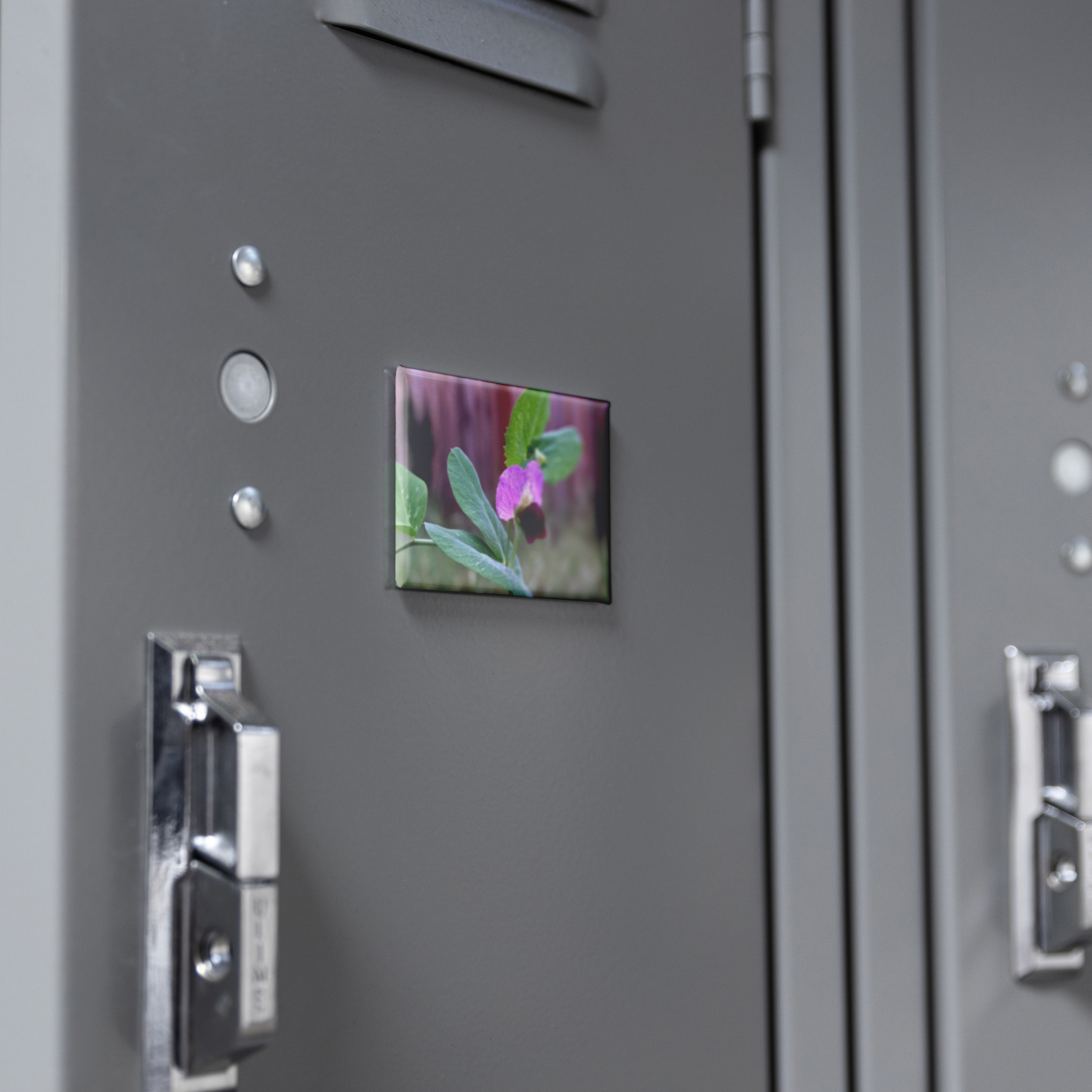 Delicate_Wild_Sweet_Pea_in_Garden_Close-_RectangleButtonMagnet_H_Locker_Mockup.png