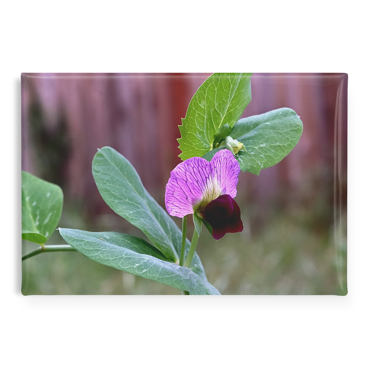 Delicate_Wild_Sweet_Pea_in_Garden_Close-_RectangleButtonMagnet_H_Main_AS_Mockup.png