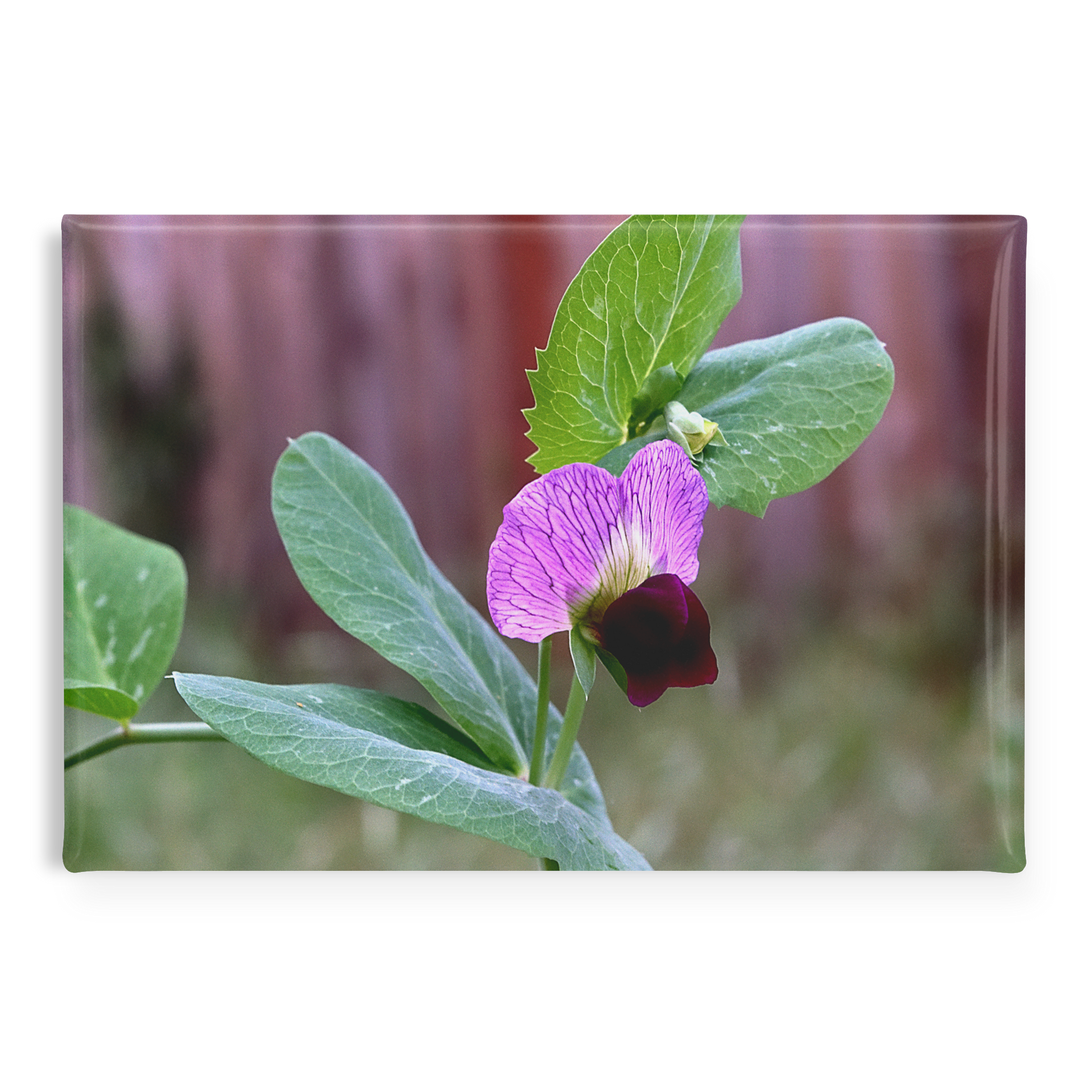 Delicate_Wild_Sweet_Pea_in_Garden_Close-_RectangleButtonMagnet_H_Main_AS_Mockup.png