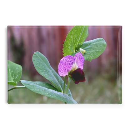 Delicate_Wild_Sweet_Pea_in_Garden_Close-_RectangleButtonMagnet_H_Main_AS_Mockup.png