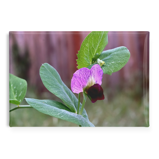 Delicate_Wild_Sweet_Pea_in_Garden_Close-_RectangleButtonMagnet_H_Main_AS_Mockup.png