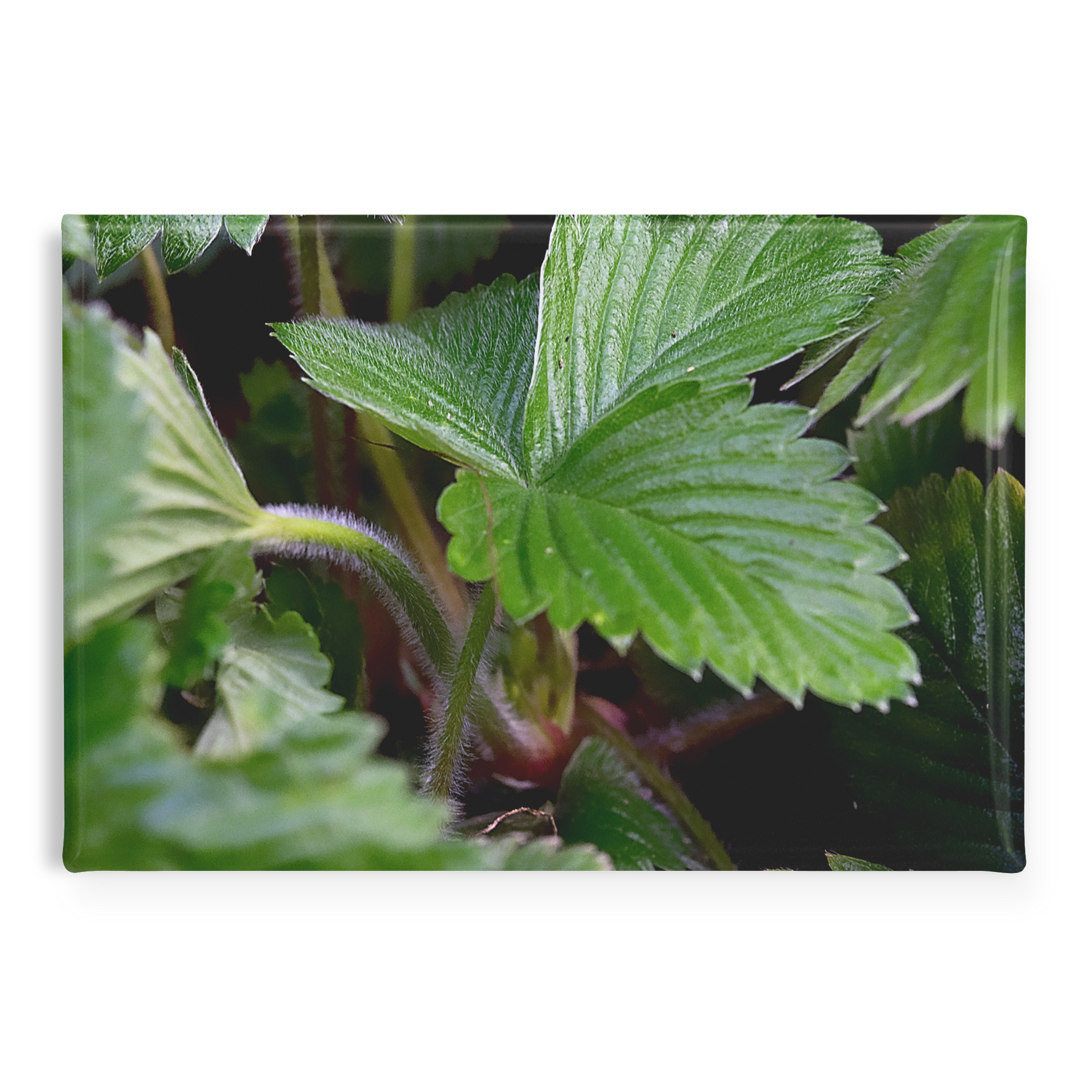 Detailed_Close-Up_of_Textured_Strawberry_RectangleButtonMagnet_H_Main_AS_Mockup.png