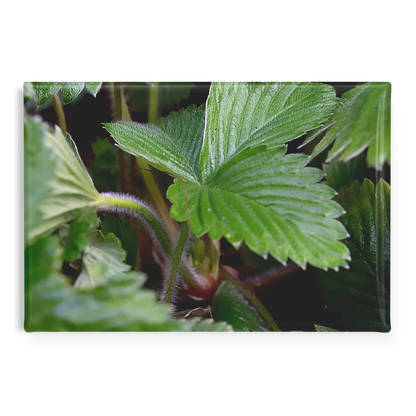 Detailed_Close-Up_of_Textured_Strawberry_RectangleButtonMagnet_H_Main_AS_Mockup.png