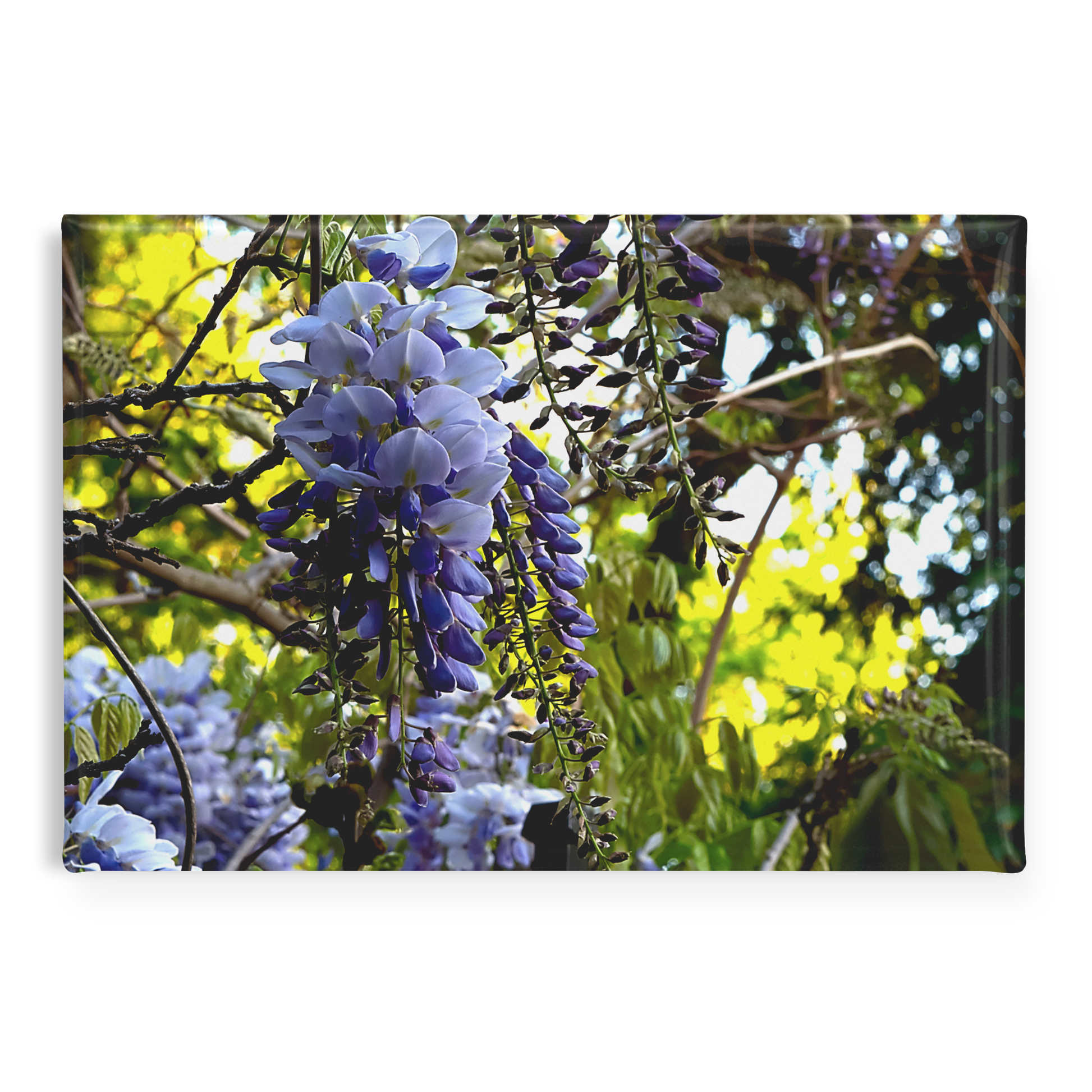 Draping_Wisteria_Vines_with_Vibrant_Gree_RectangleButtonMagnet_H_Main_AS_Mockup.png