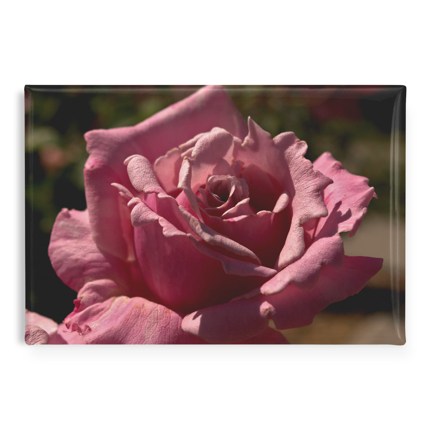 Elegant_Pink_Rose_with_Detailed_Petal_Te_RectangleButtonMagnet_H_Main_AS_Mockup.png