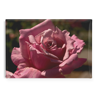Elegant_Pink_Rose_with_Detailed_Petal_Te_RectangleButtonMagnet_H_Main_AS_Mockup.png